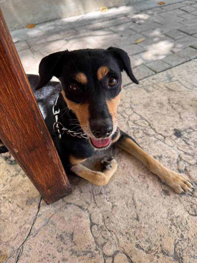 90561658-45A2-454A-8D25-B7C9AB946C31 photo of black and tan dog